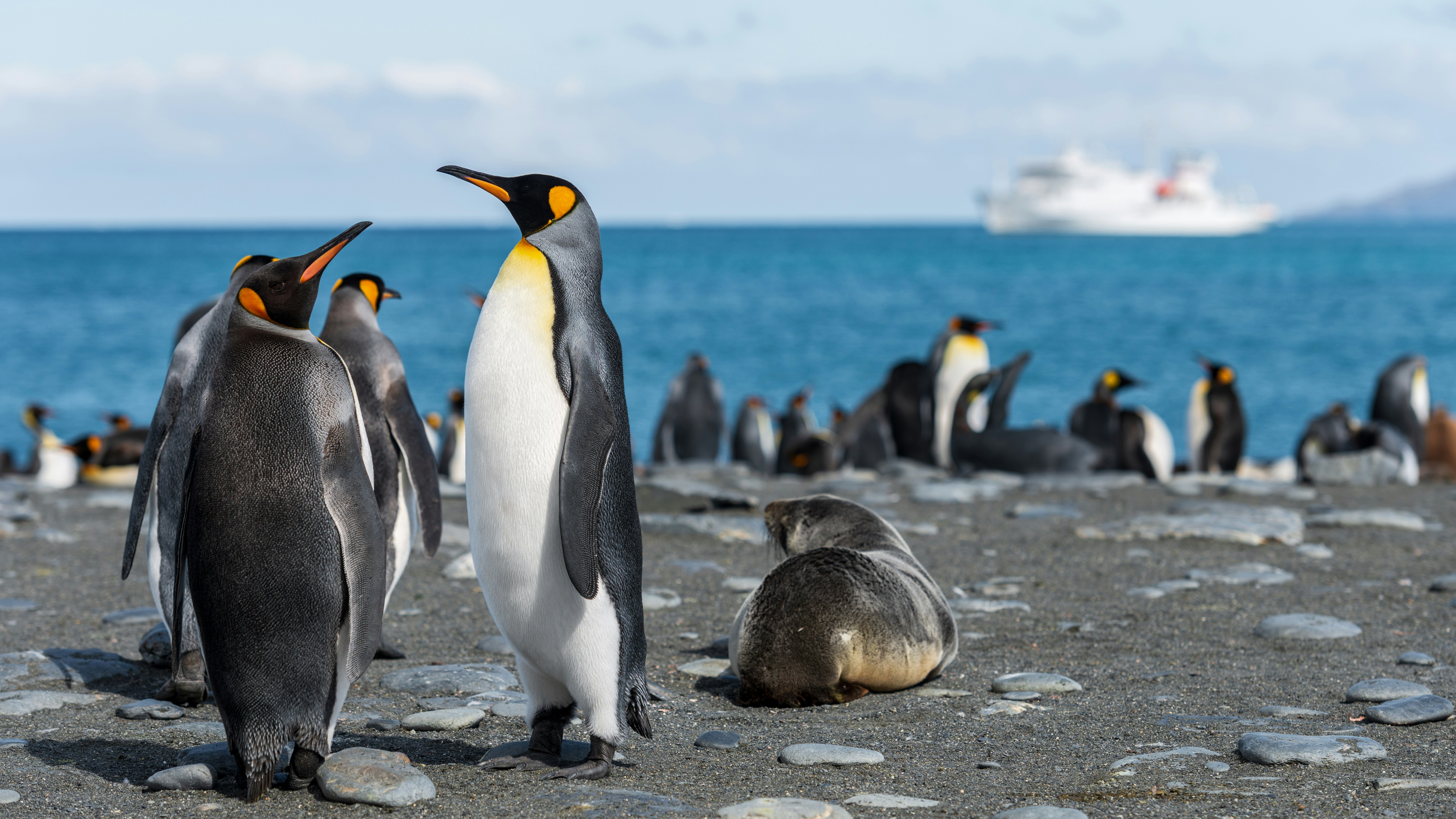 penguins in seashore